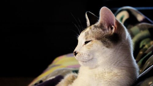 Close-up of cat looking away