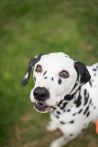 Portrait of a dog