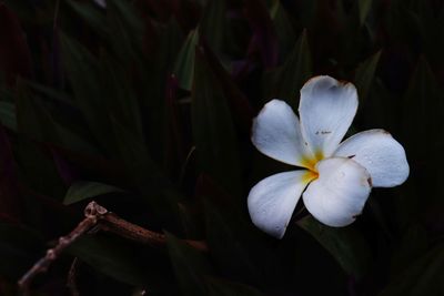 Close-up of white flowering plant