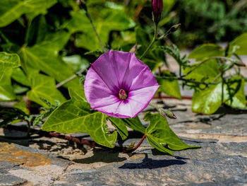 Close-up of purple flowering plant