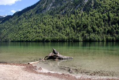 Scenic view of lake by trees against sky