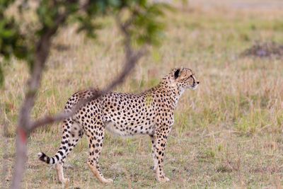 Full length of a cat on field