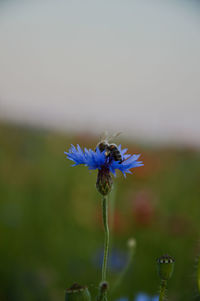 Close-up of flower blooming in field