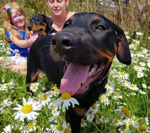Close-up of dog sticking out tongue amidst white daisy flowers in field