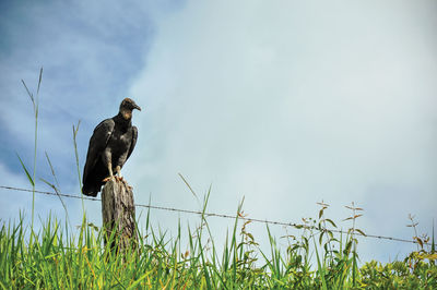 View of vulture on alert over trunk fence near the town of joanopolis. brazil.