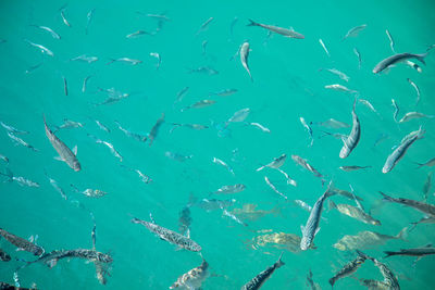 View of fish swimming in sea