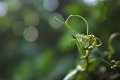 Close-up of fresh green plant