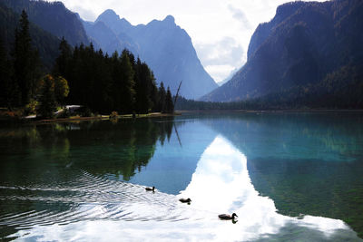 High angle view of ducks swimming in lake against mountains 