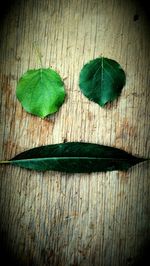 Close-up of green leaf