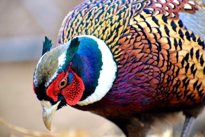 Ringneck pheasant