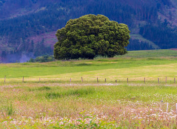 Scenic view of trees on field