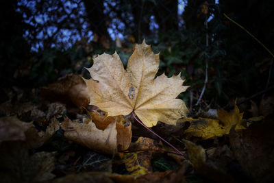 Close-up of maple leaves on tree