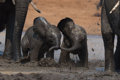 View of elephant in zoo