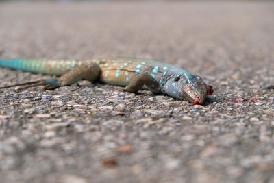 Close-up of lizard on land