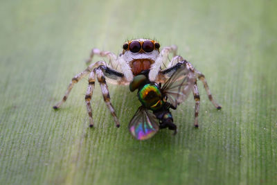 Close-up of spider