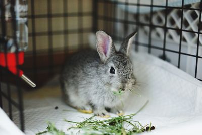 Close-up of a cat eating