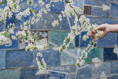 Close-up of hand holding flowers