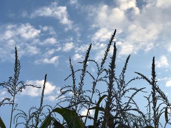 Low angle view of plants against sky