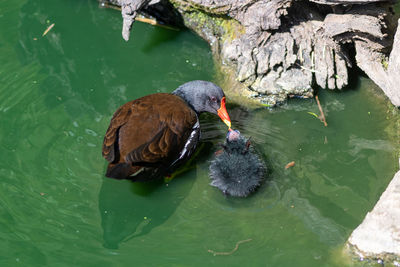 High angle view of duck swimming in lake