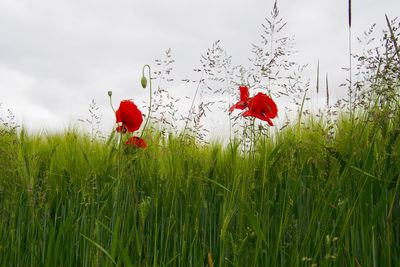 Plants growing on field against sky