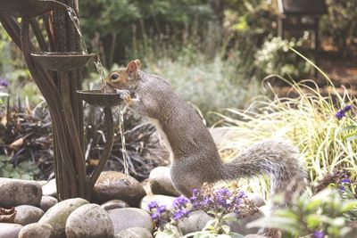 Side view of squirrel drinking water from fountain in garden