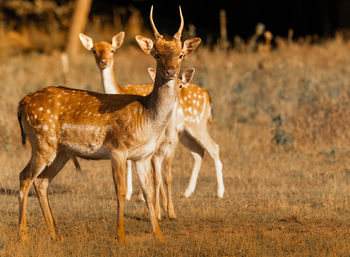 View of deer standing on field