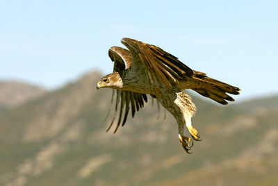 Close-up of eagle flying in sky