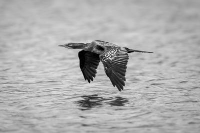 Bird flying over lake