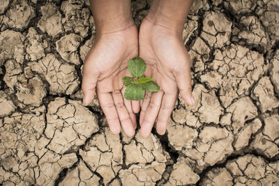 Cropped image of person holding leaves over cracked field