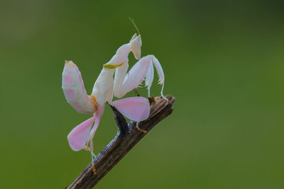 Close-up of red flowering plant