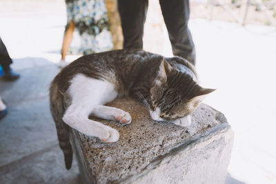 Low section of person standing by cat