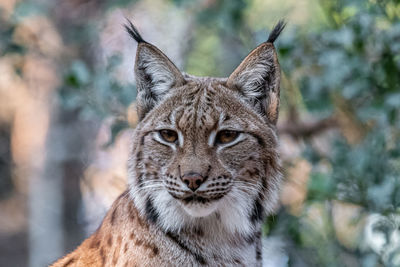 Close-up of a linx