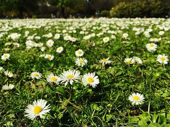 Close-up of white daisy flowers in field