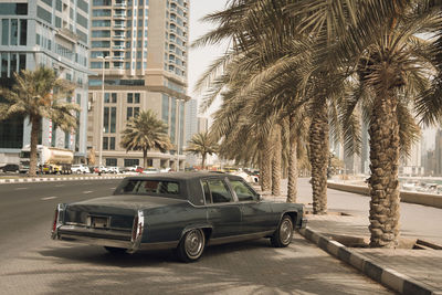 Cars on road by palm trees and buildings in city