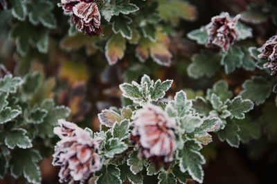 Close-up of flowering plant with leaves