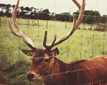 Deer in a field