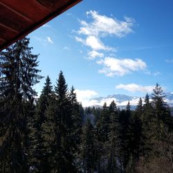 Low angle view of pine trees against sky during winter