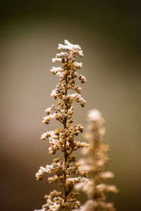 Close-up of flower tree