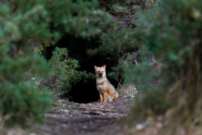 View of a fox on field