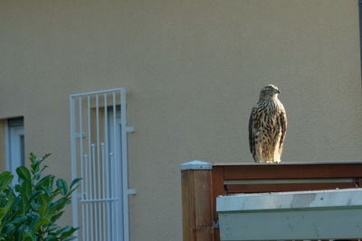 Bird perching on a railing