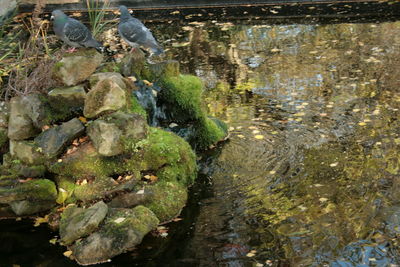 Close-up of rocks in water