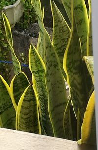 Close-up of fresh green plant