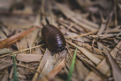 Close-up of snail on dry leaf