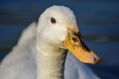 Close-up of swan