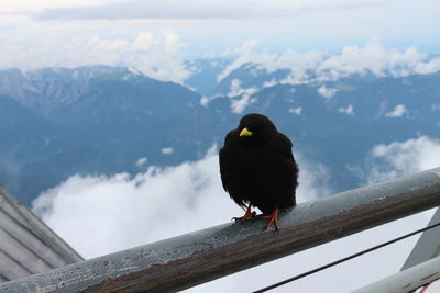 Bird perching on railing against mountain