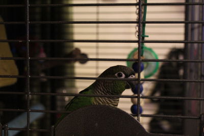 Close-up of parrot in cage