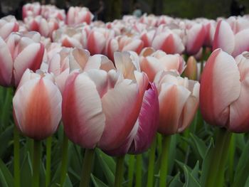 Close-up of pink tulips