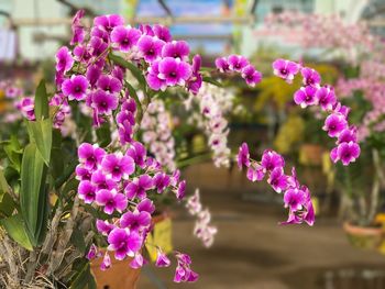 Close-up of pink flowers blooming outdoors