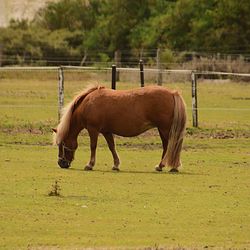 Horse grazing in field