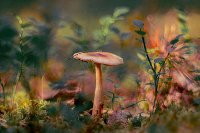 Close-up of mushroom growing on field